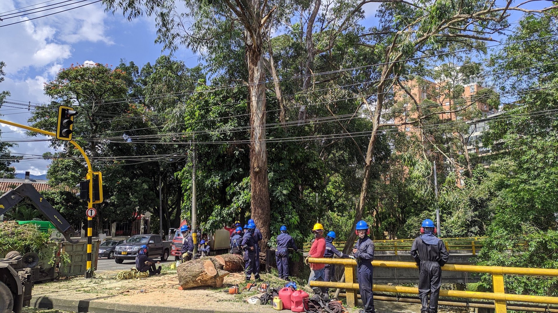 Alcaldía de Envigado madrugó a talar 22 árboles para obra vehicular y  generó indignación y protestas - Infobae