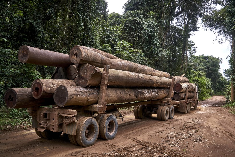 La deforestación del Amazonas reduce las precipitaciones en América del Sur