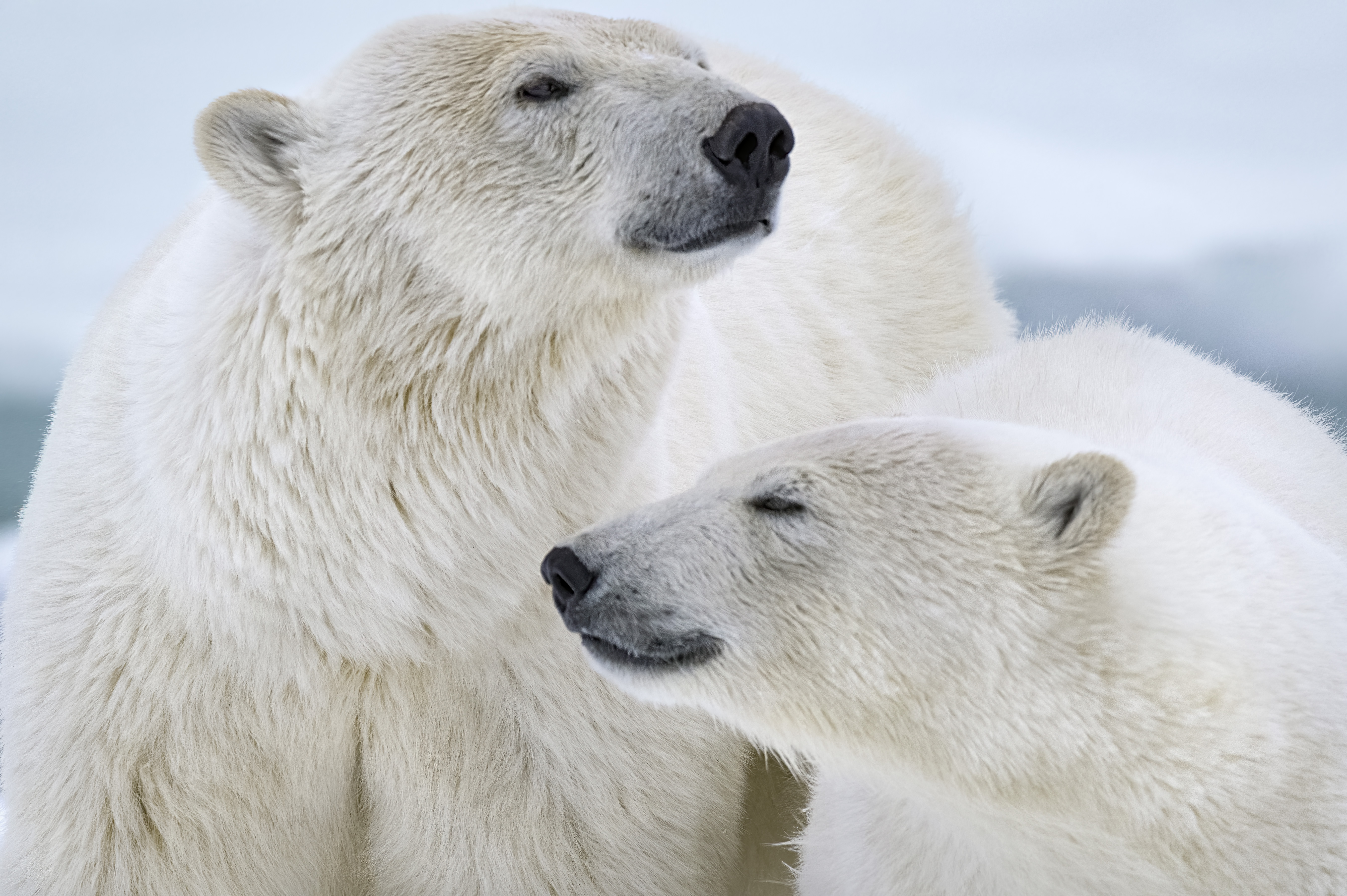 explosión índice milagro La desesperada búsqueda de una familia de osos polares por sobrevivir a los  efectos del calentamiento global - Infobae
