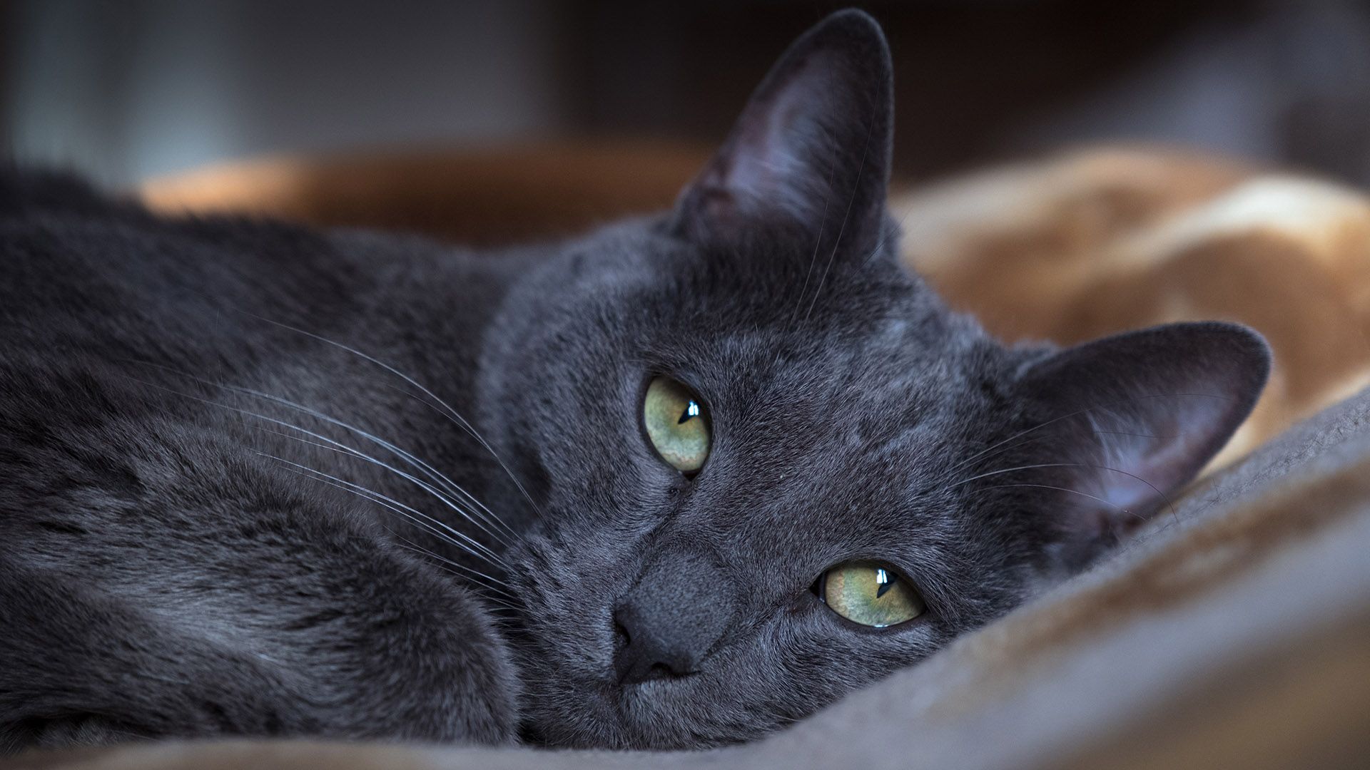 El Azul Ruso es una de las razas de gato doméstico más antiguas y populares del mundo