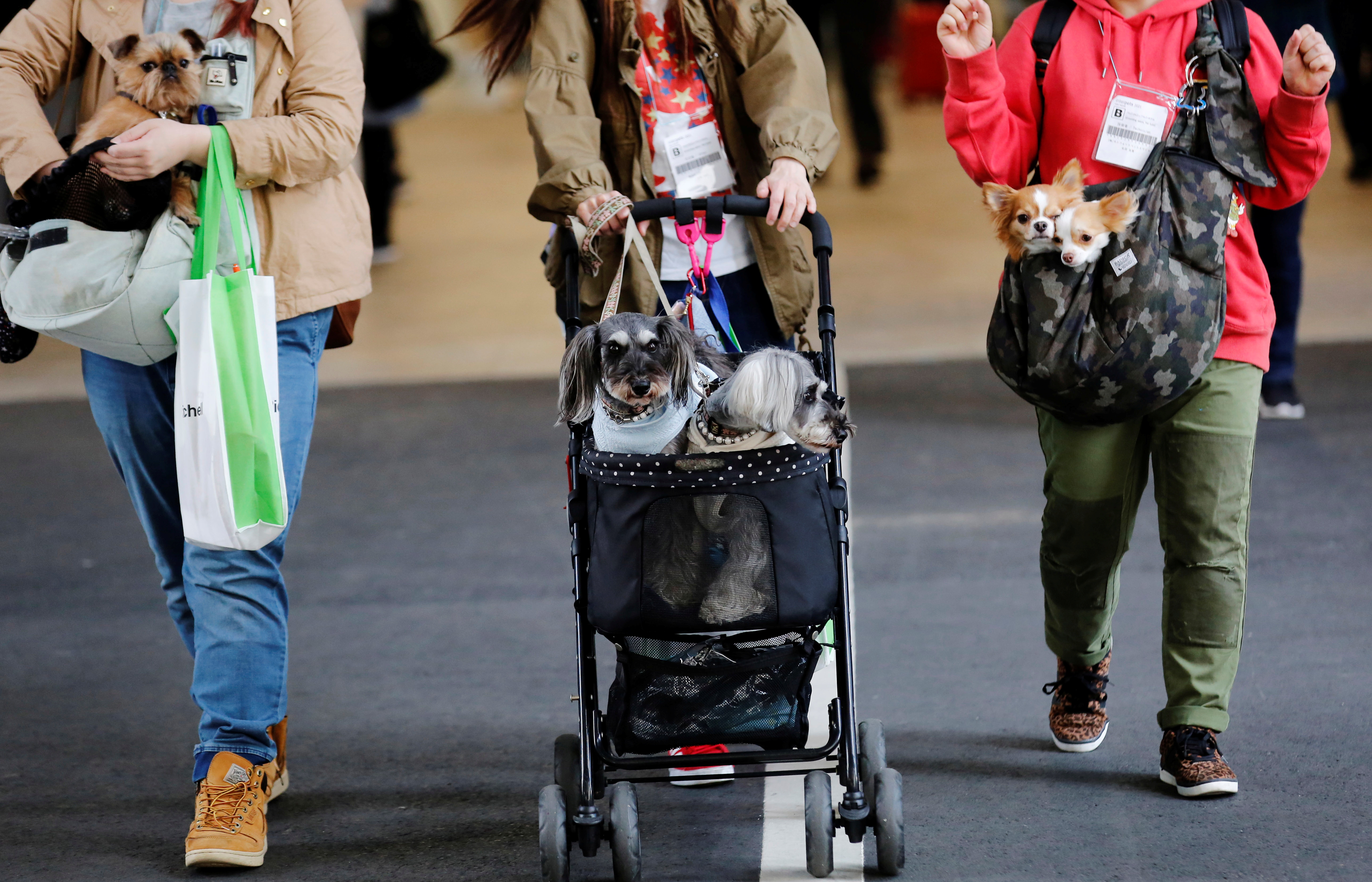 Resulta fundamental a la hora de la adopción de un cachorro tener en cuenta que la separación de su madre/hermanos/otros animales o personas con los que convivía, además de un cambio del ambiente, resultan en un marcado estrés para el mismo (REUTERS)