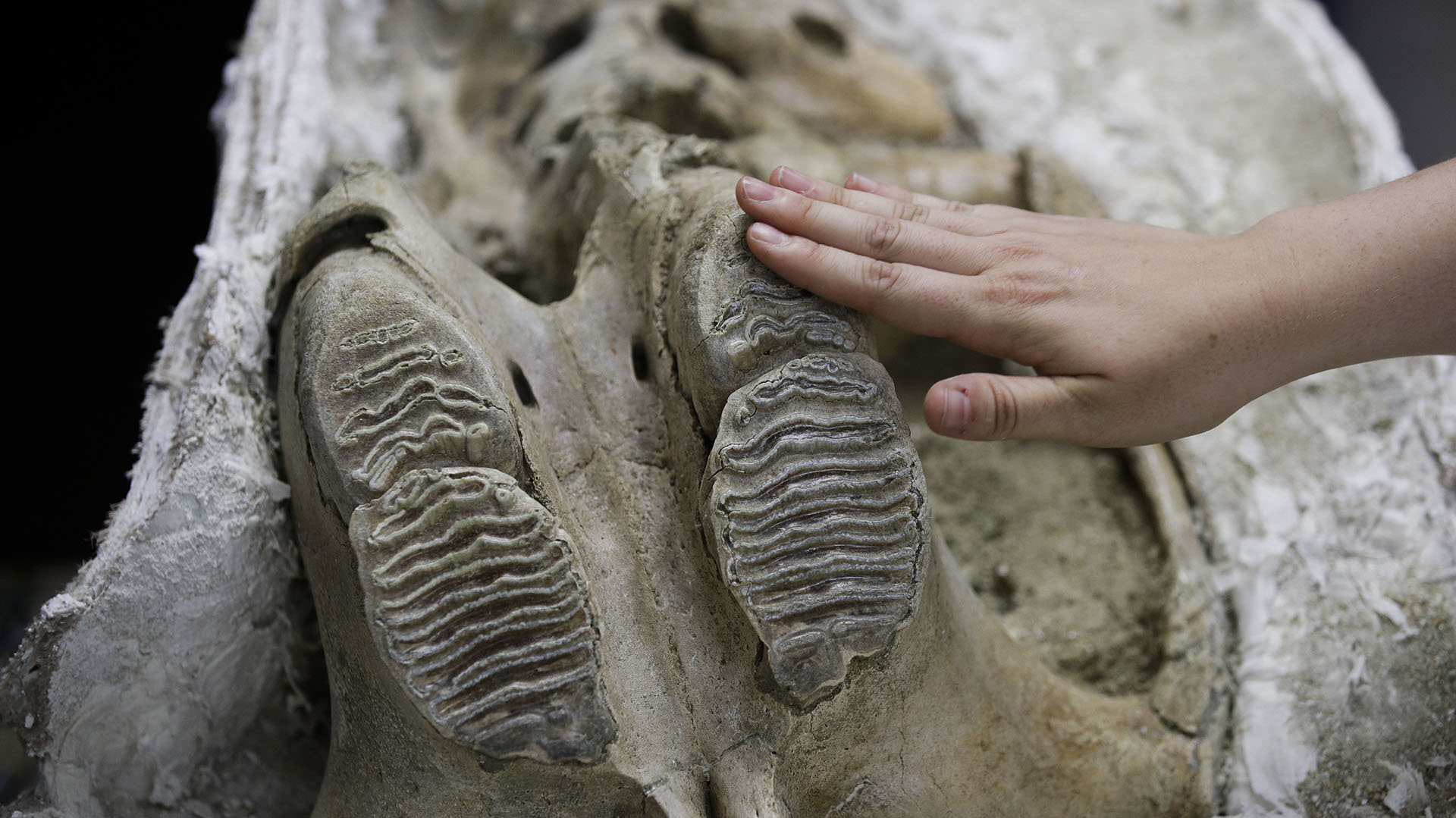 La paleontóloga Ashley Leger muestra el cráneo de un mamut colombiano joven encontrado en el sitio de construcción de la extensión de la Línea Púrpura del Metro en Los Ángeles (AP Photo/Jae C. Hong)