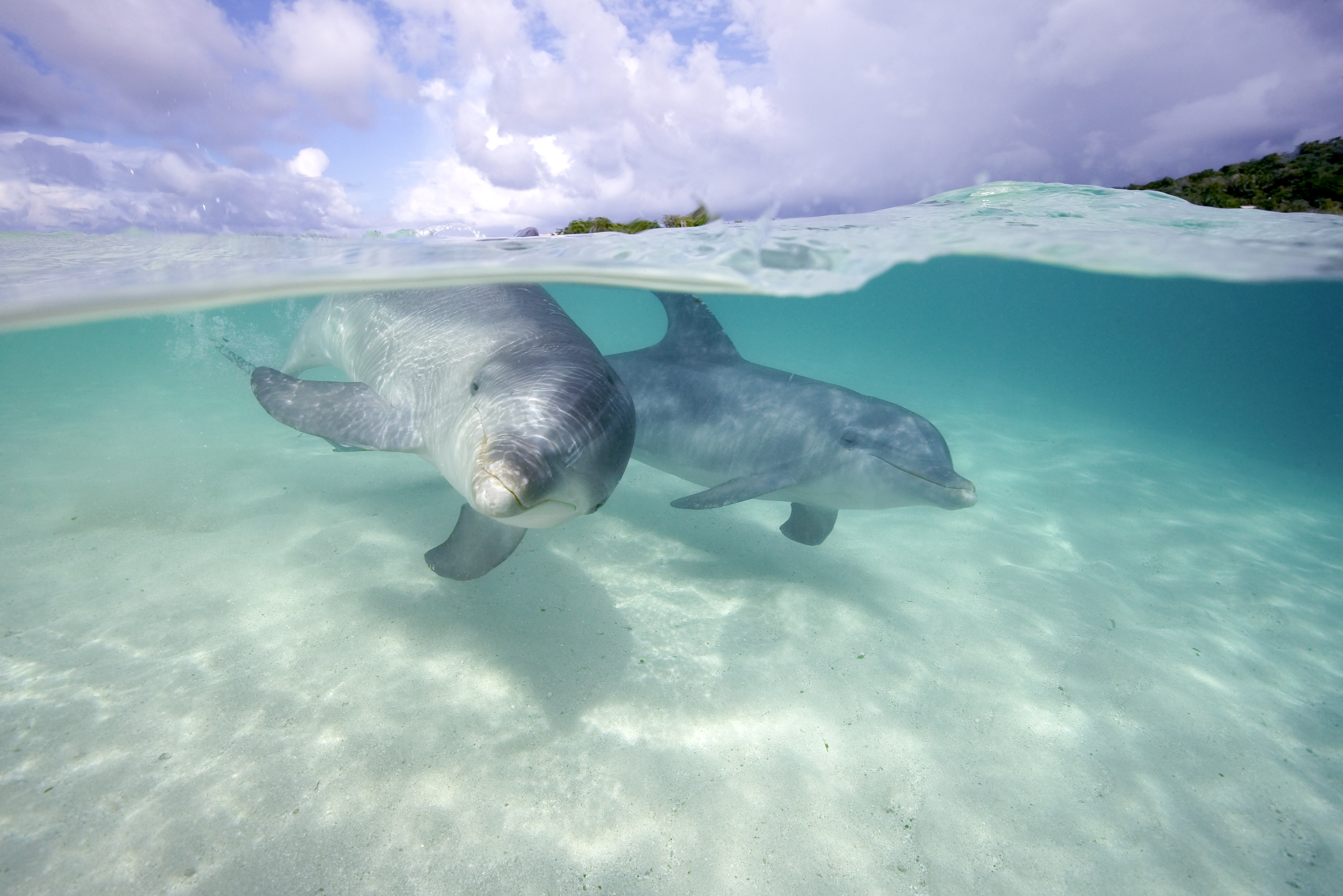 La contaminación sonora en el mar causa errores en la comunicación entre delfines