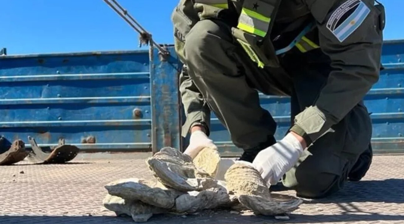 Incautaron ostras fósiles de más 12 millones de años: estaban escondidas en un camión que viajaba a CABA