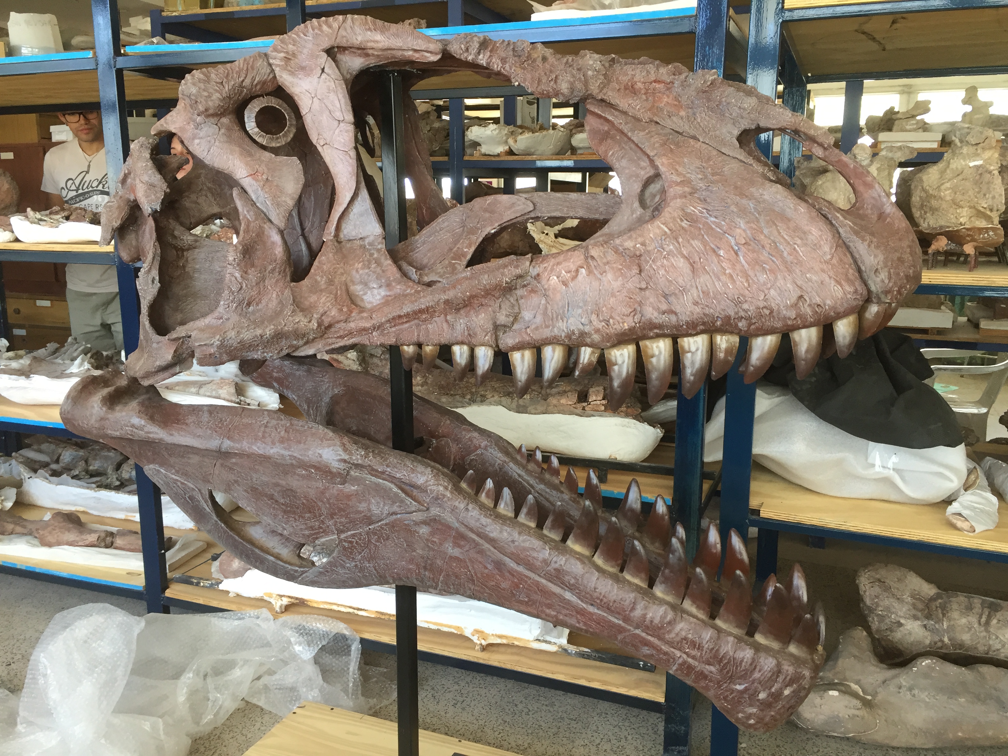 El cráneo del dinosaurio encontrado mide 127 centímetros  (foto: Fundación Azara)