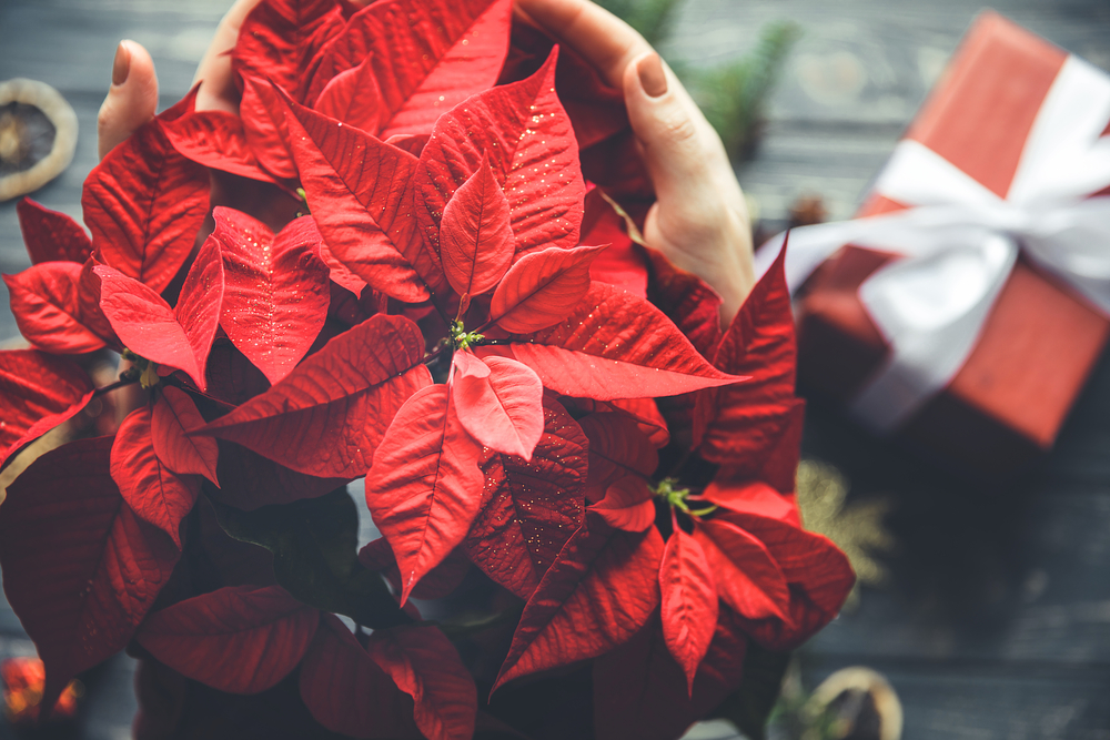 Flor de Nochebuena: por qué se le considera la planta de la Navidad -  Infobae