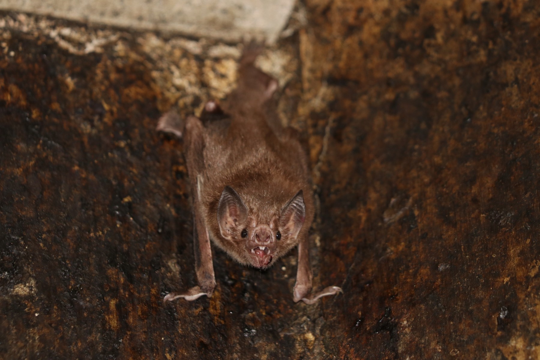 Los murciélagos suelen tener muchos coronavirus (Europa Press)