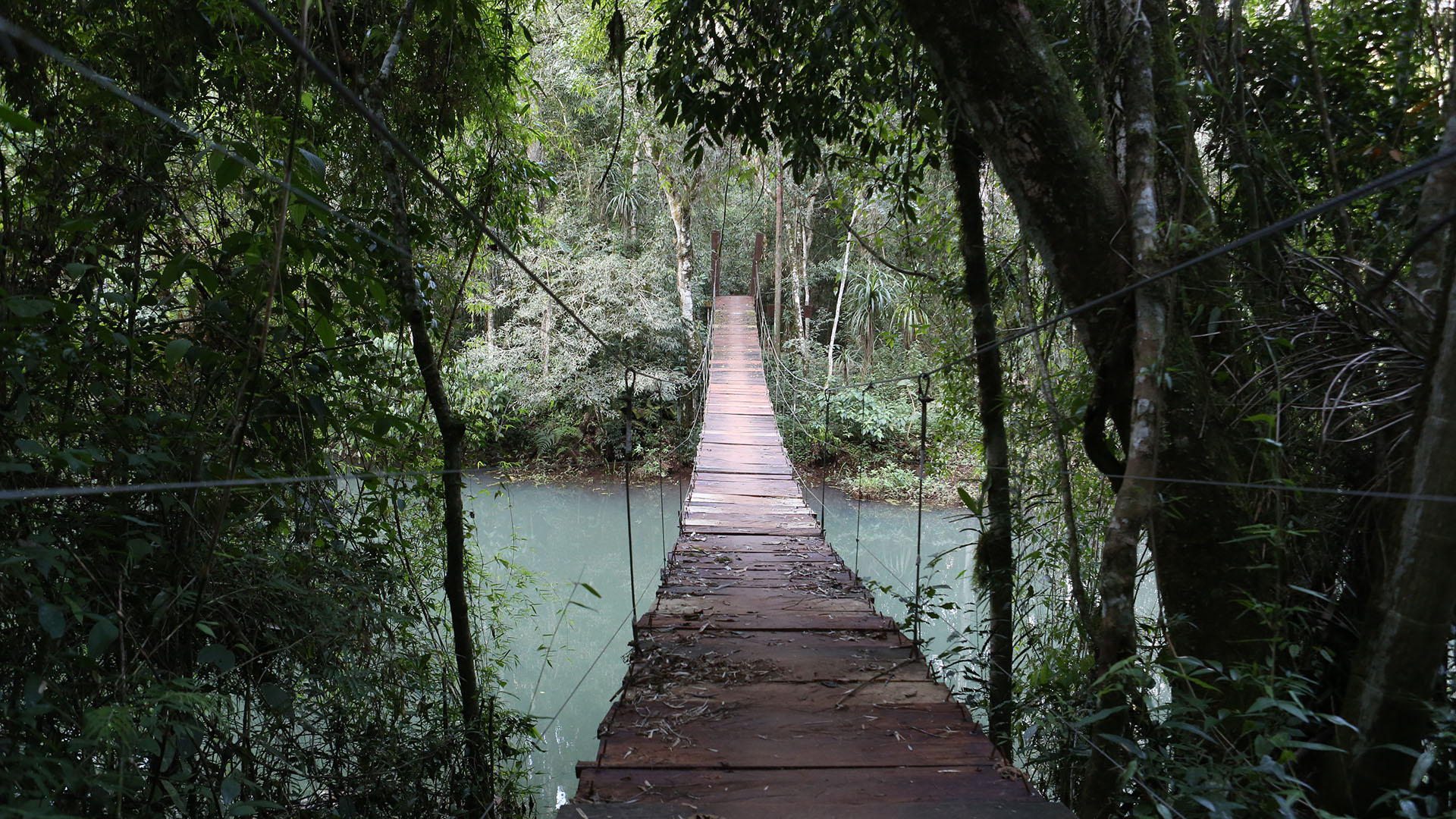 En la selva subtropical de Misiones existen especies que llegan hasta los 45 metros de altura, más de 800 cursos de agua y ruinas jesuíticas con 400 años de antigüedad (Créditos: Matías Arbotto)