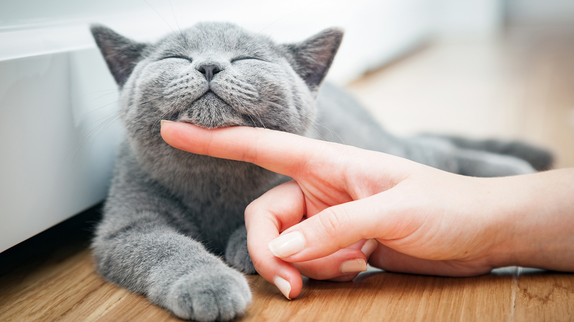 Las muestras de cariño exageradas pueden ser perjudiciales para la futura conducta de los gatos (Foto: Archivo) 
