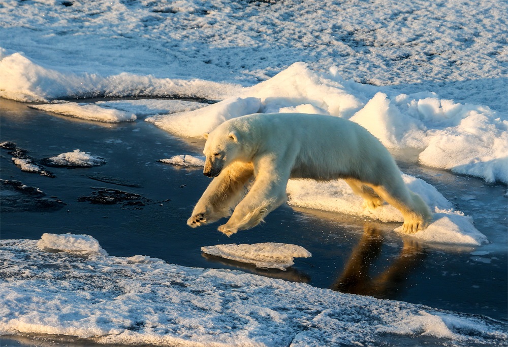 Prawa autorskie do zdjęć SHAOQING ZHAO Arktyczne zmiany klimatyczne wpływają na dostawy żywności dla zwierząt