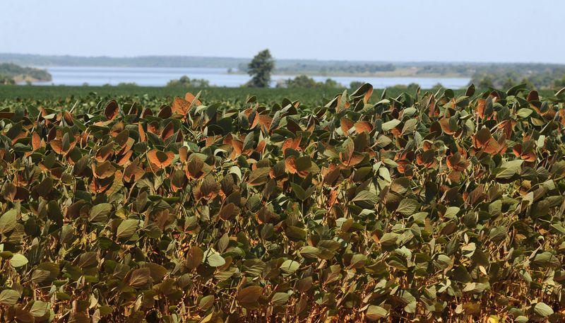 La ONU denunció que el abuso de pesticidas en Paraguay “está envenenando el país” - Infobae