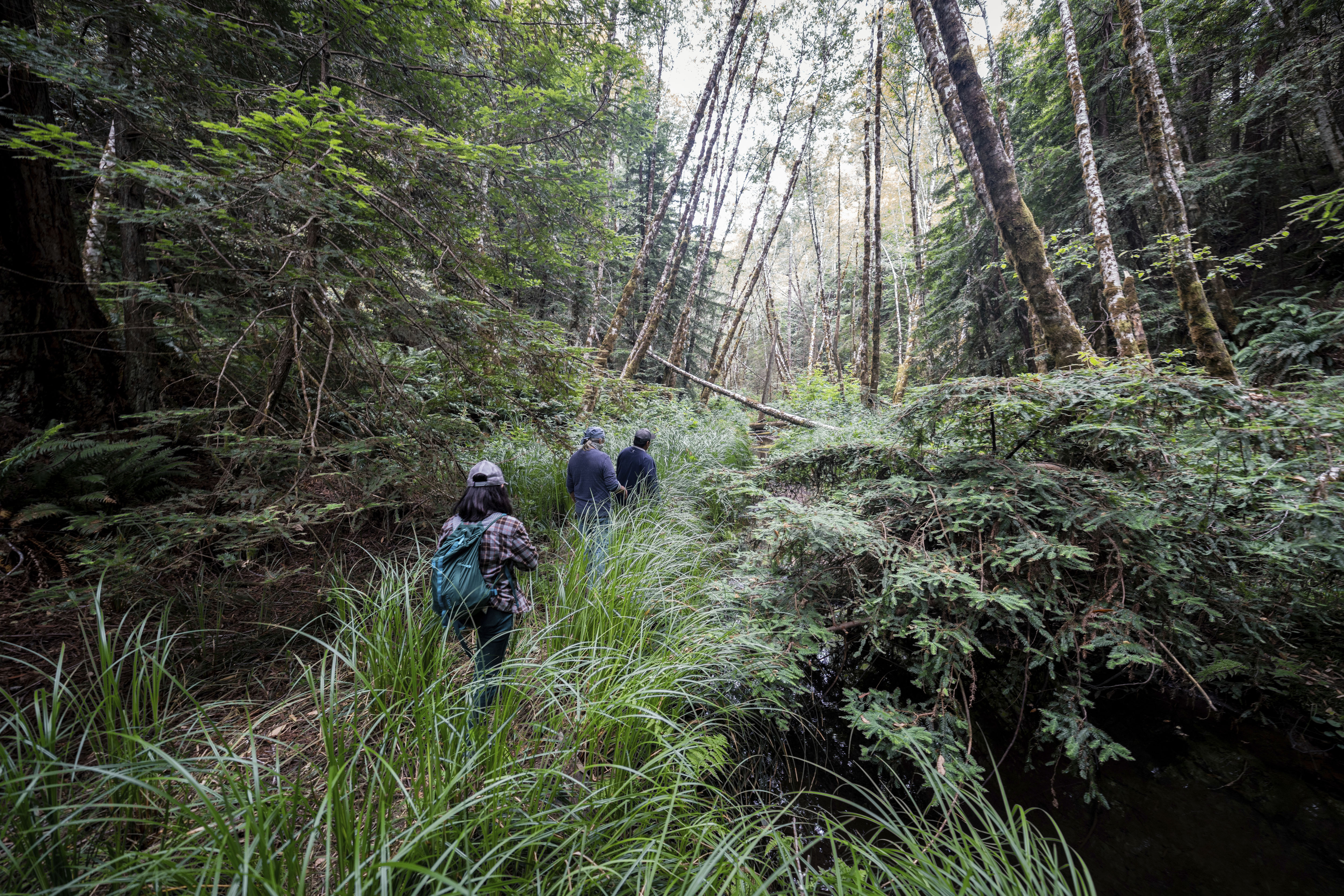 Los representantes del Consejo Intertribal Sinkyone Wilderness y el personal de Save the Redwoods League visitan Tc'ih-Léh-Dûñ  (AP)

