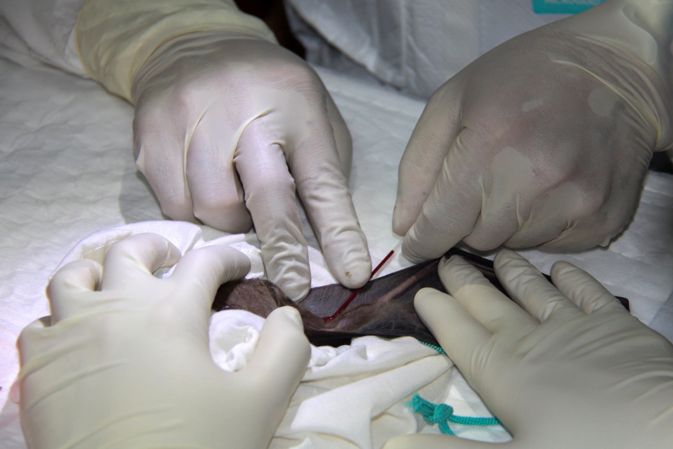 Investigadores recogen muestras de sangre de un murciélago de herradura en Tailandia (REUTERS)