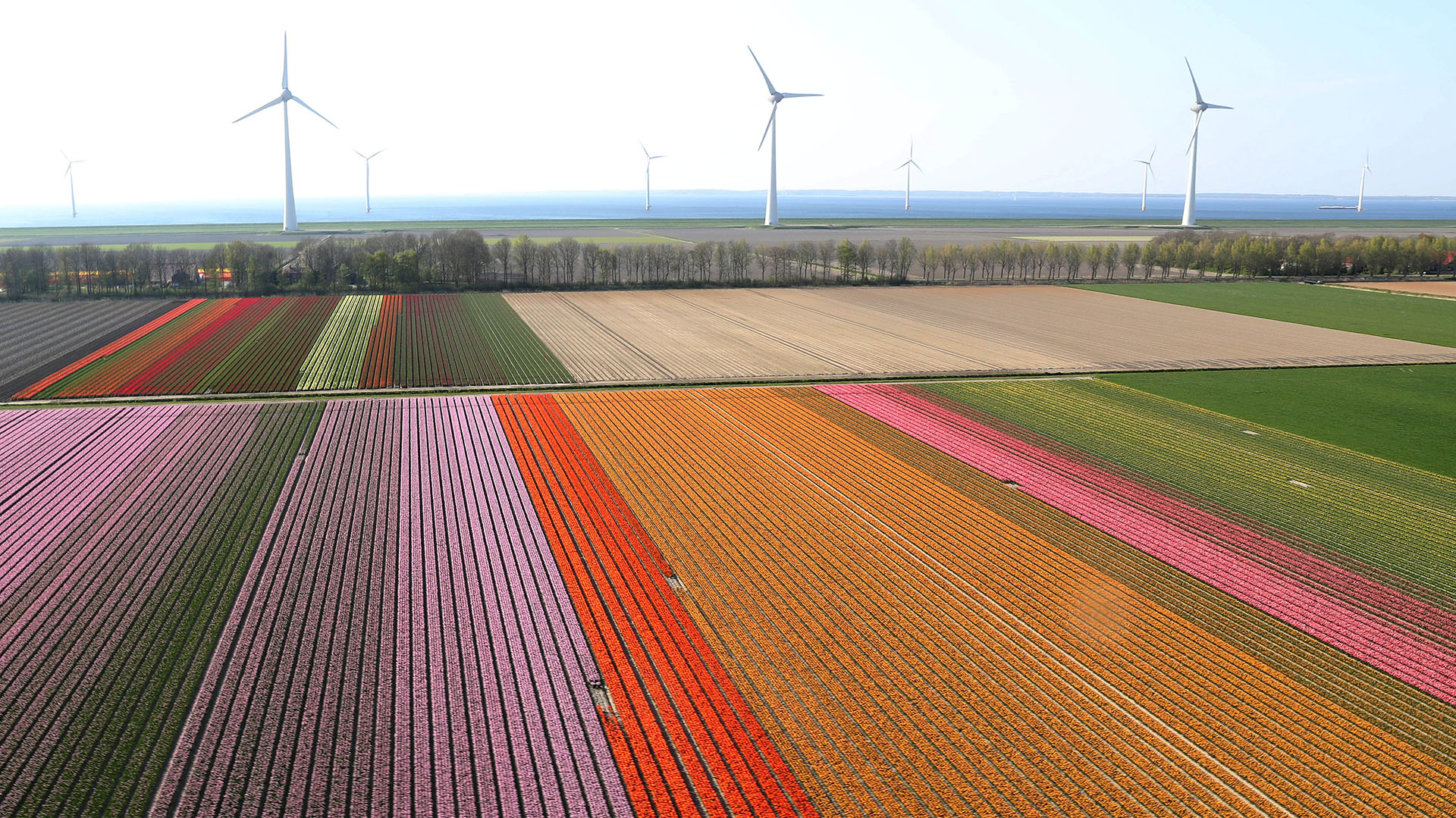 An aerial view of tulip fields near the city of Creil, Netherlands April 18, 2019. Picture taken April 18, 2019. REUTERS/Yves Herman?