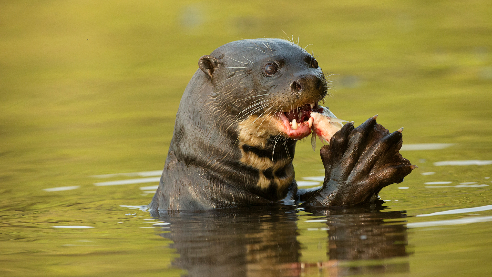 Reportaron en Alaska ataques de nutrias de río a animales domésticos y personas (Getty Images)