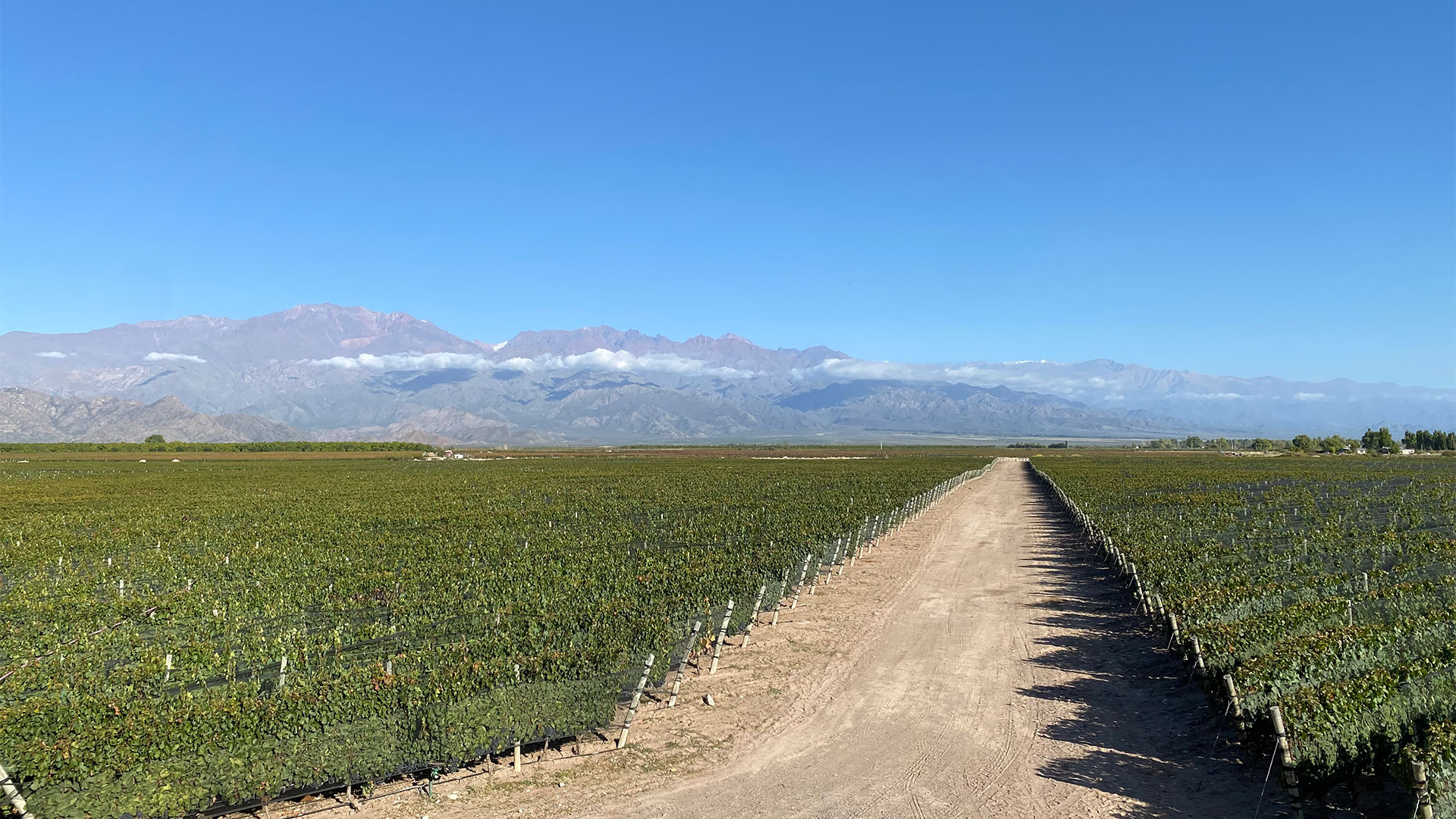 A grape plantation in Mendoza, one of the "regional agriculture" harmed.  The same province is a large producer of garlic, the main loser