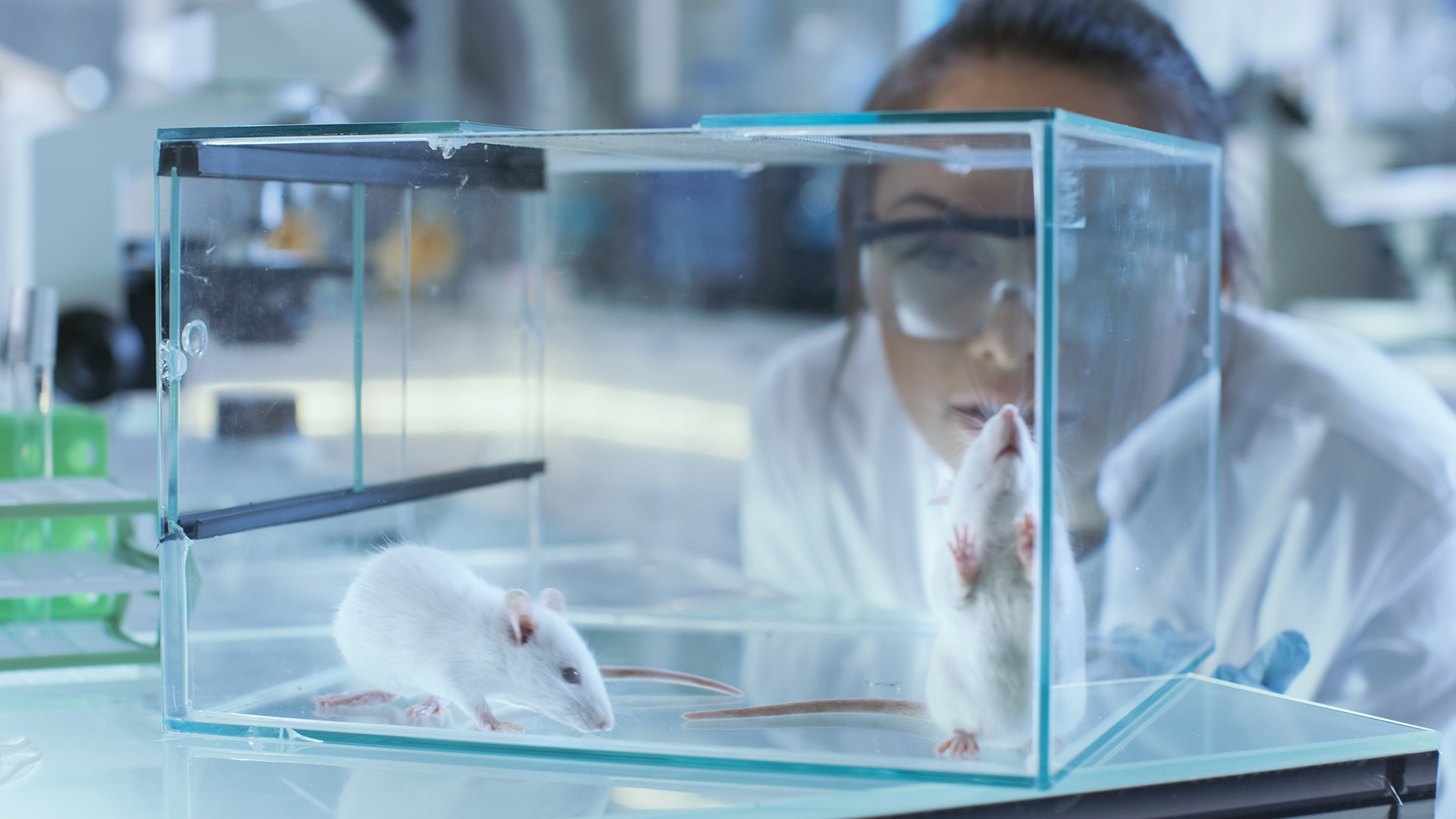 Uno de los resultados del estudio fue que ratones envejecidos y ciegos lograron recuperar la vista y desarrollaron cerebros más jóvenes