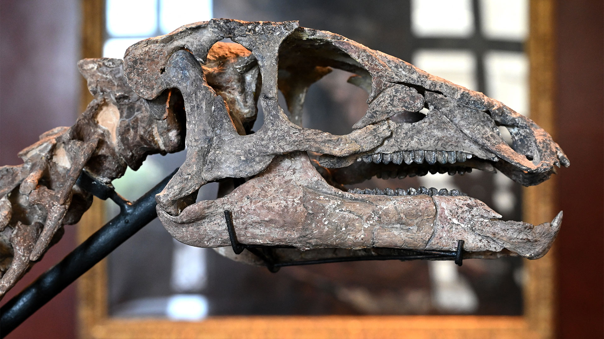 Subastarán en París un dinosaurio de 150 millones de años que fue encontrado en los sedimentos de un río
