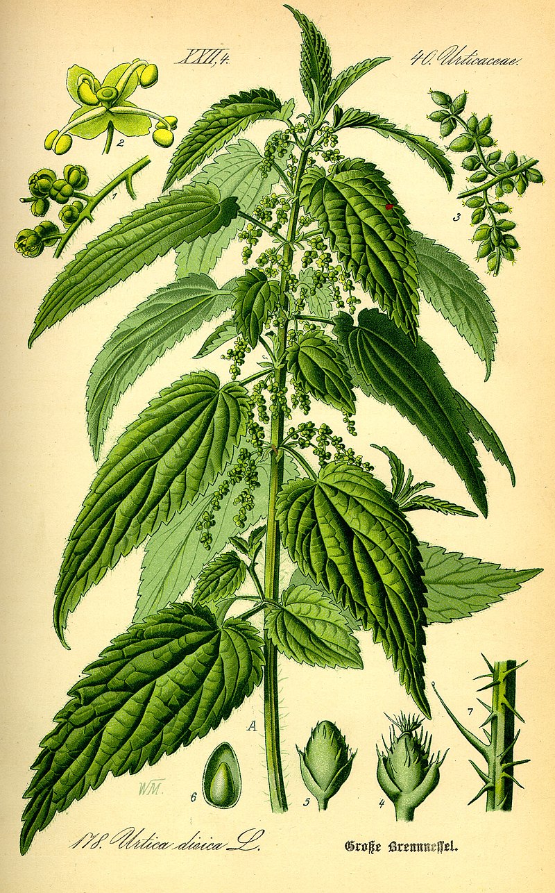 Ortiga verde. (Wikimedia Commons).