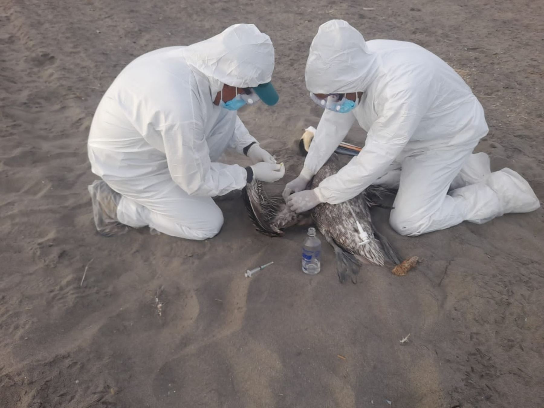 Más de 18 mil aves muertas han sido encontradas en todo el litoral peruano