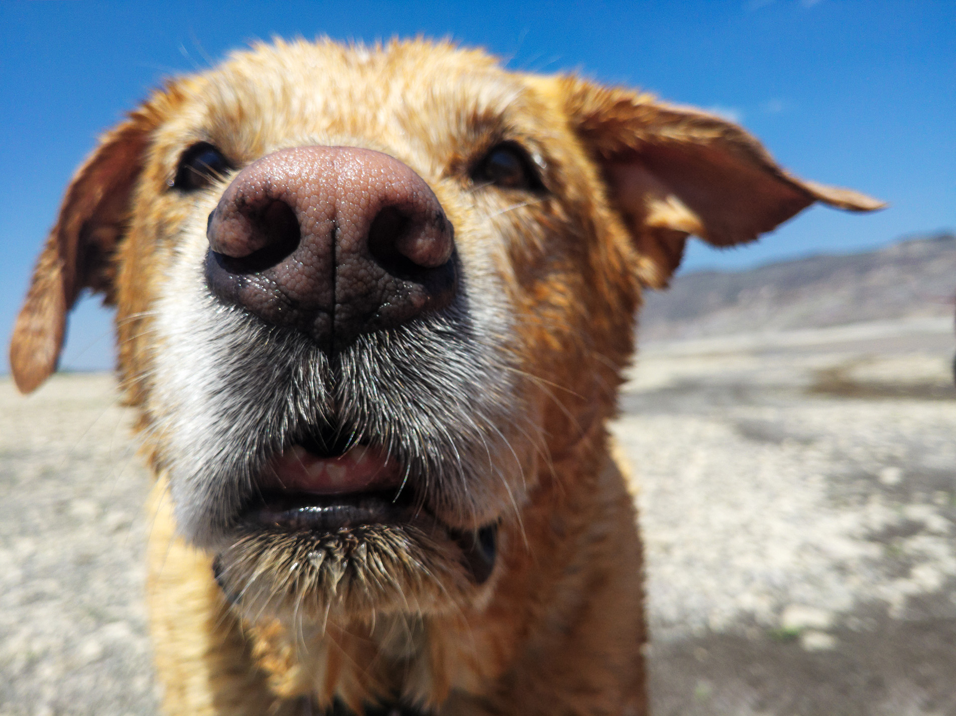 Los perros tienen un sentido del olfato es más sensible que el de los humanos pero no es un indicio de su estado de salud (Getty)