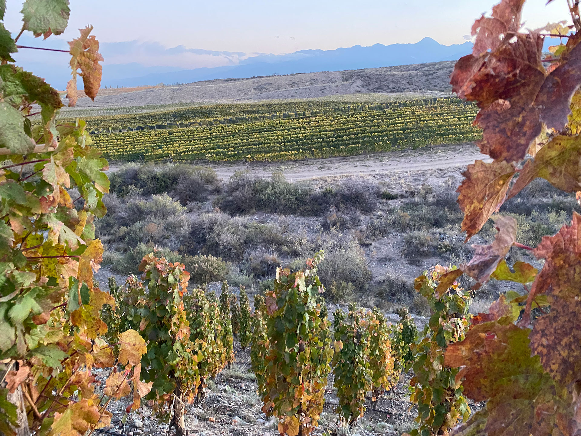 Los vinos patagónicos tienen una excelente calidad en el mercado nacional