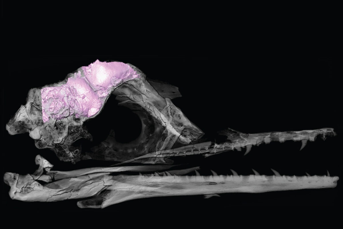 02-08-2021 Un modelo 3D transparente del cráneo y el cerebro de un pájaro fósil (en rosa).
POLITICA INVESTIGACIÓN Y TECNOLOGÍA
CHRISTOPHER TORRES / THE UNIVERSITY OF TEXAS AT AU
