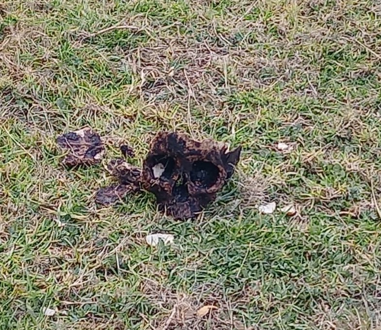 Peritos de la Fiscalía General de Justicia de la Ciudad de México (FGJ CDMX) aseguraron el cráneo con el que jugaban los caninos (Foto: Twitter / @HalconOnce)