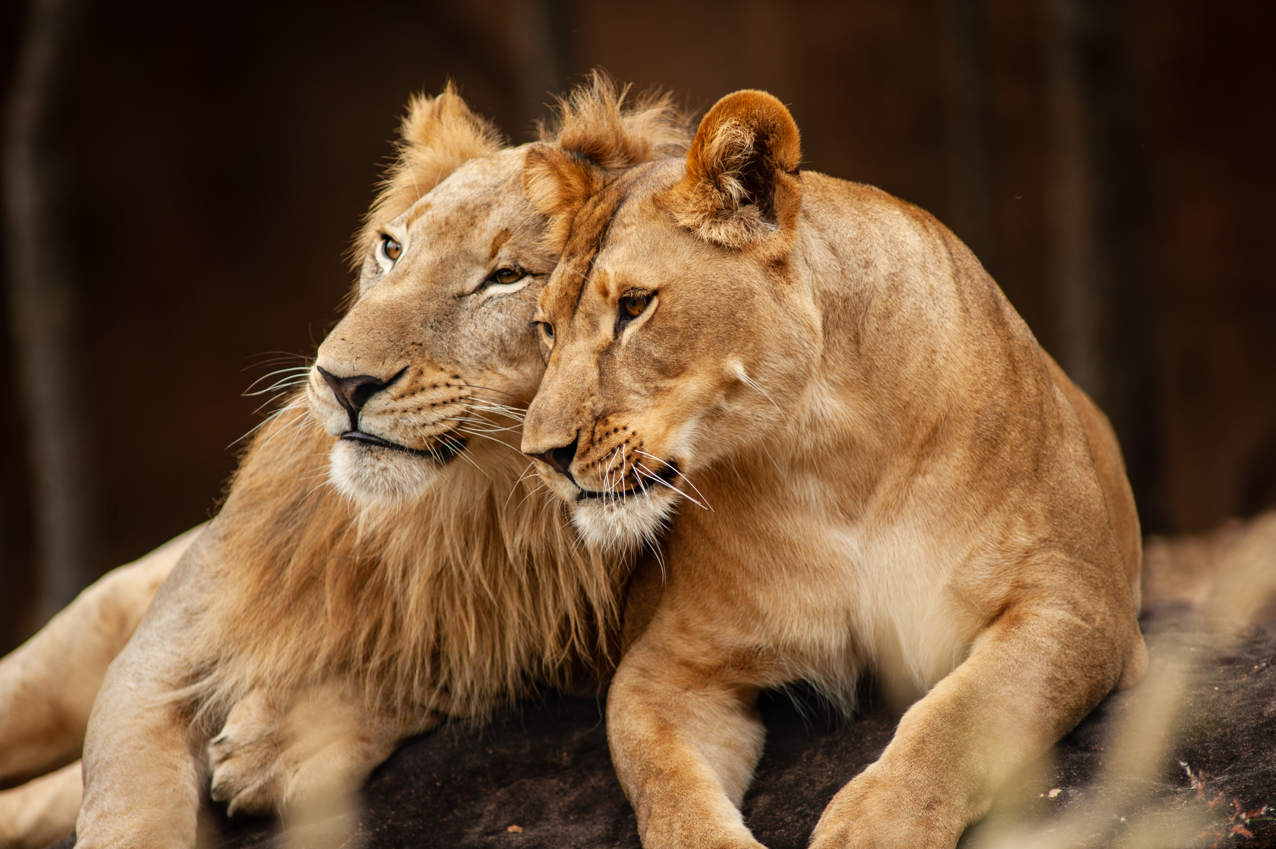 Descubren que la hormona oxitocina vuelve a los leones menos feroces -  Infobae