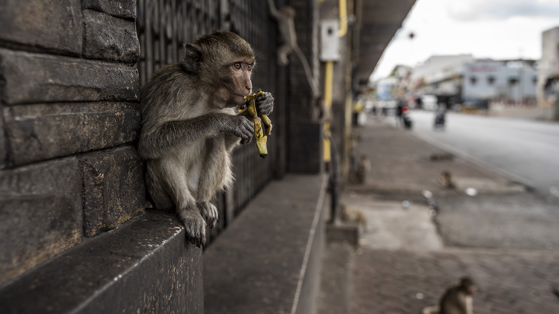 Un mono come una banana en una calle de Lopburi 