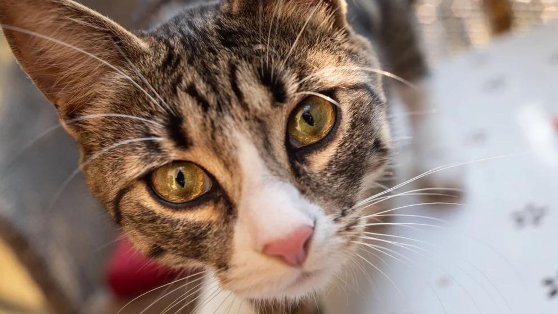 Desde expectativa de vida hasta personalidad: siete curiosidades de los gatos para celebrar en su día 