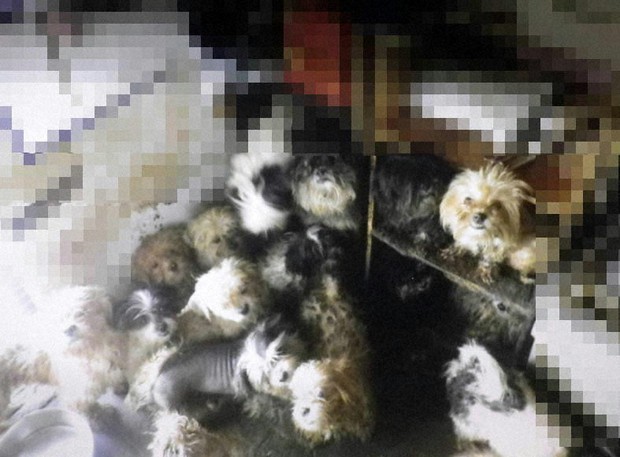 Una mujer japonesa que vive hacinada con 221 perros enfrenta un juicio por maltrato animal