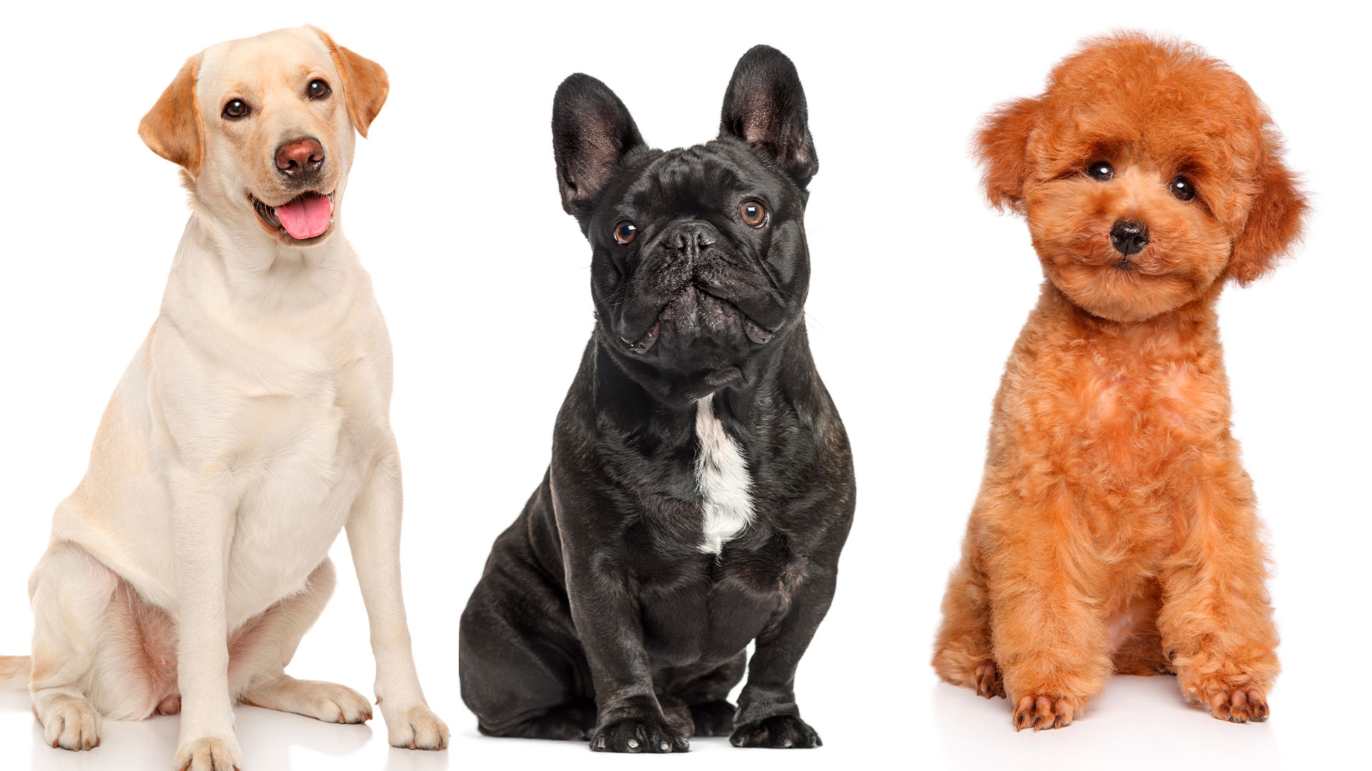 son las razas perros más populares mundo - Infobae