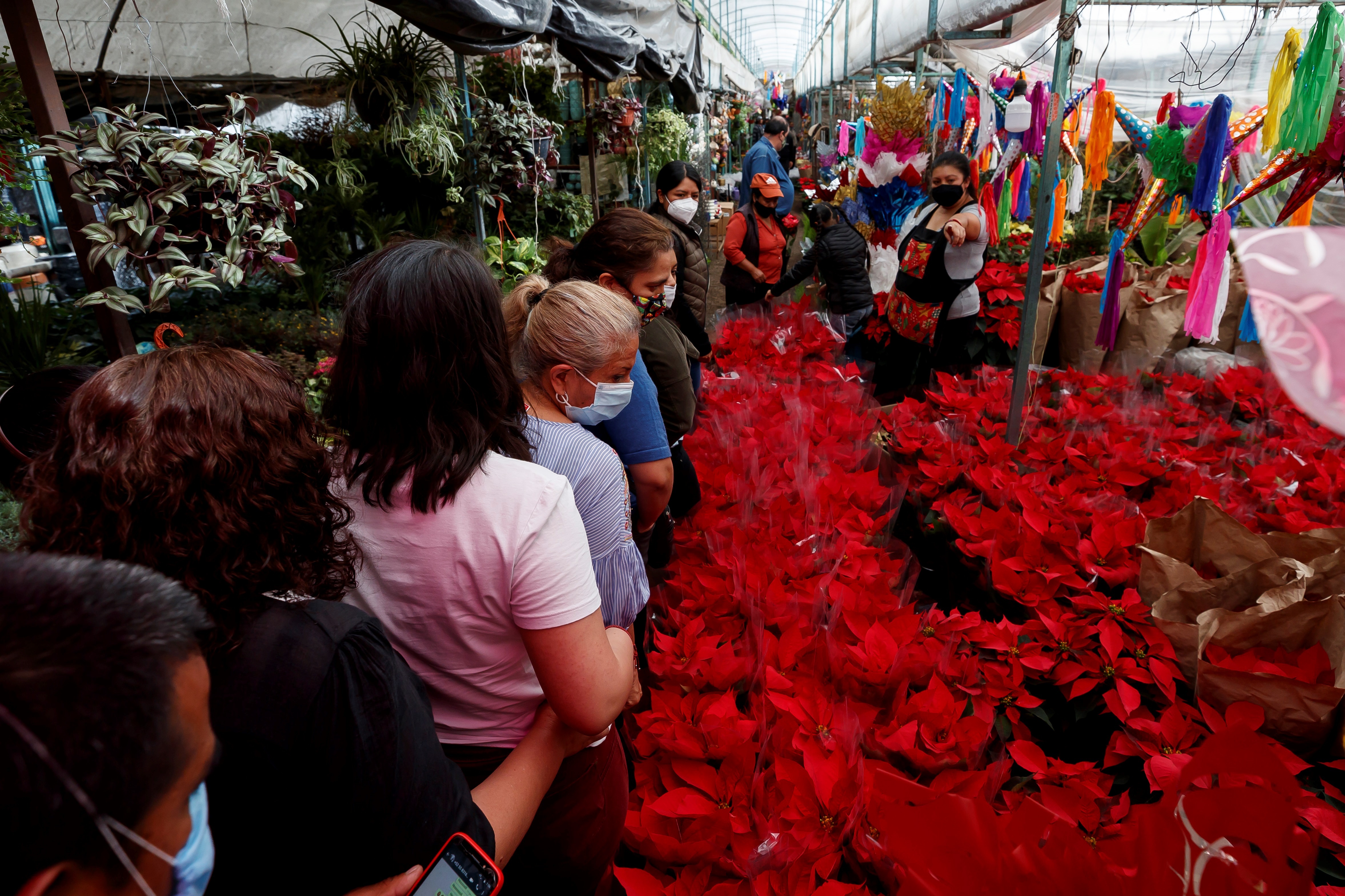 Nochebuena: la flor mexicana que ilumina los hogares en la Navidad más  compleja de la historia - Infobae