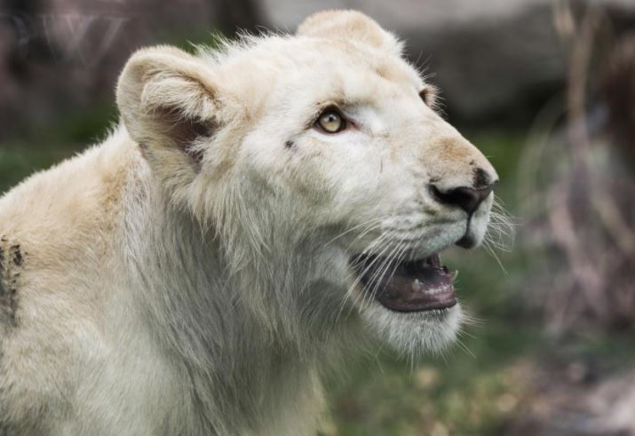 Parque de las Leyendas: dos leones blancos forman parte de las especies  atractivas para visitar - Infobae