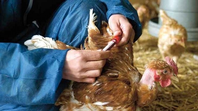 En algunos países se ha reportado el contagio de gripe aviar en mamíferos; en el caso de México, solo hay casos en aves silvestres y de granjas - Archivo