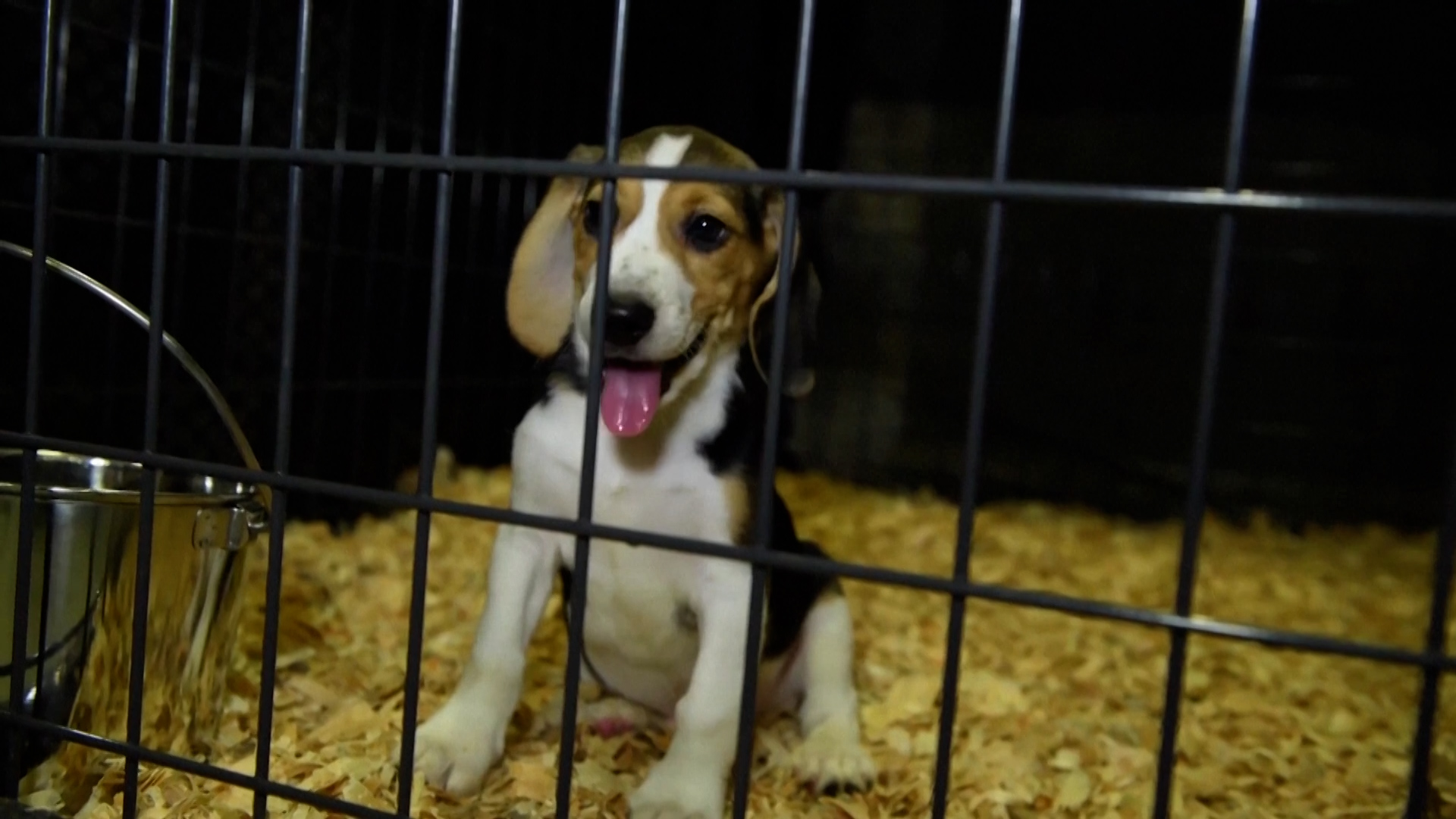 Los registros encontraron que desde el 1 de enero de 2021 hasta el 22 de julio de 2021, las muertes de más de 300 cachorros de beagle en las instalaciones se atribuyeron a “causas desconocidas”, según la demanda (Reuters)