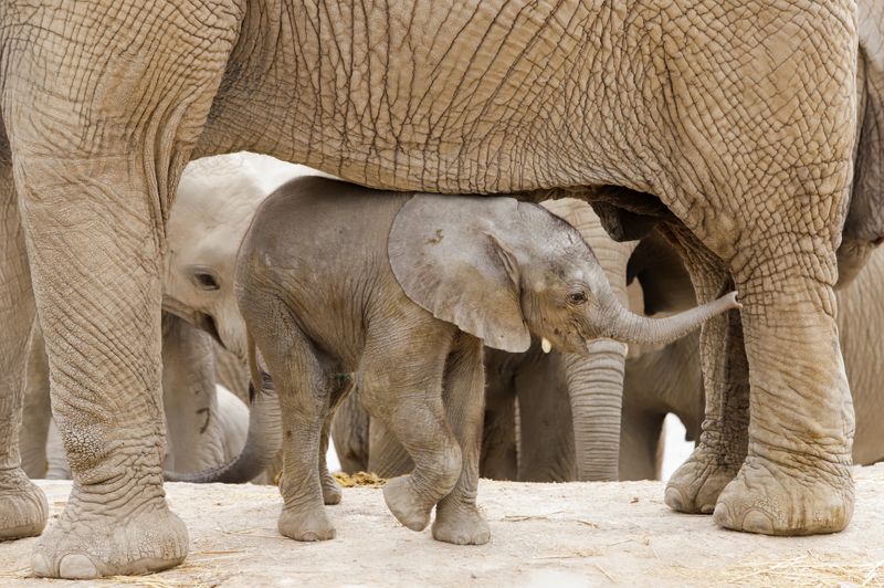 Los elefantes, verdaderos ingenieros de los ecosistemas - Infobae