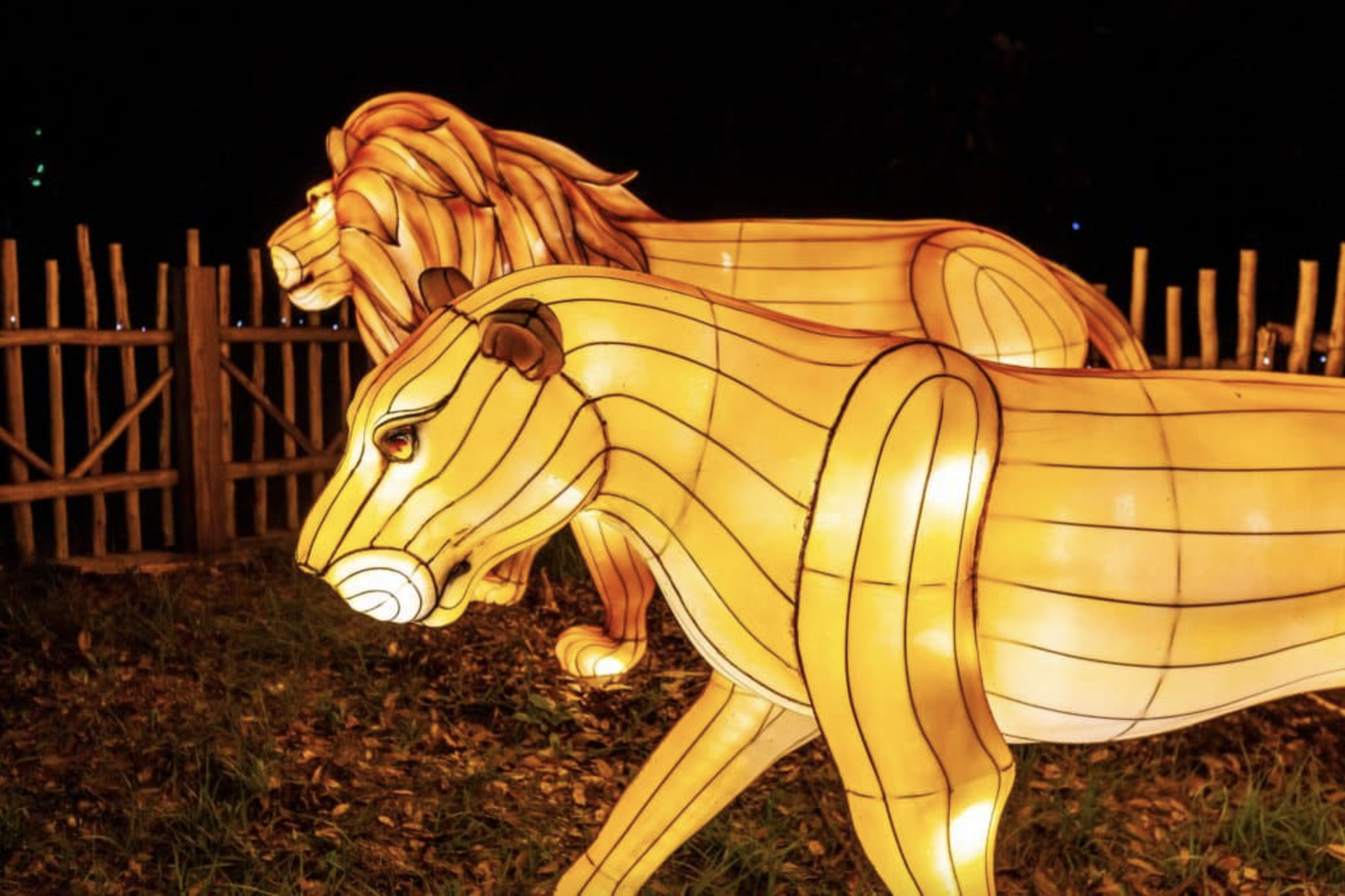 Más de un millón de luces brillantes con forma de animales celebra la vida de las especies en el zoológico. (Zoo Miami)