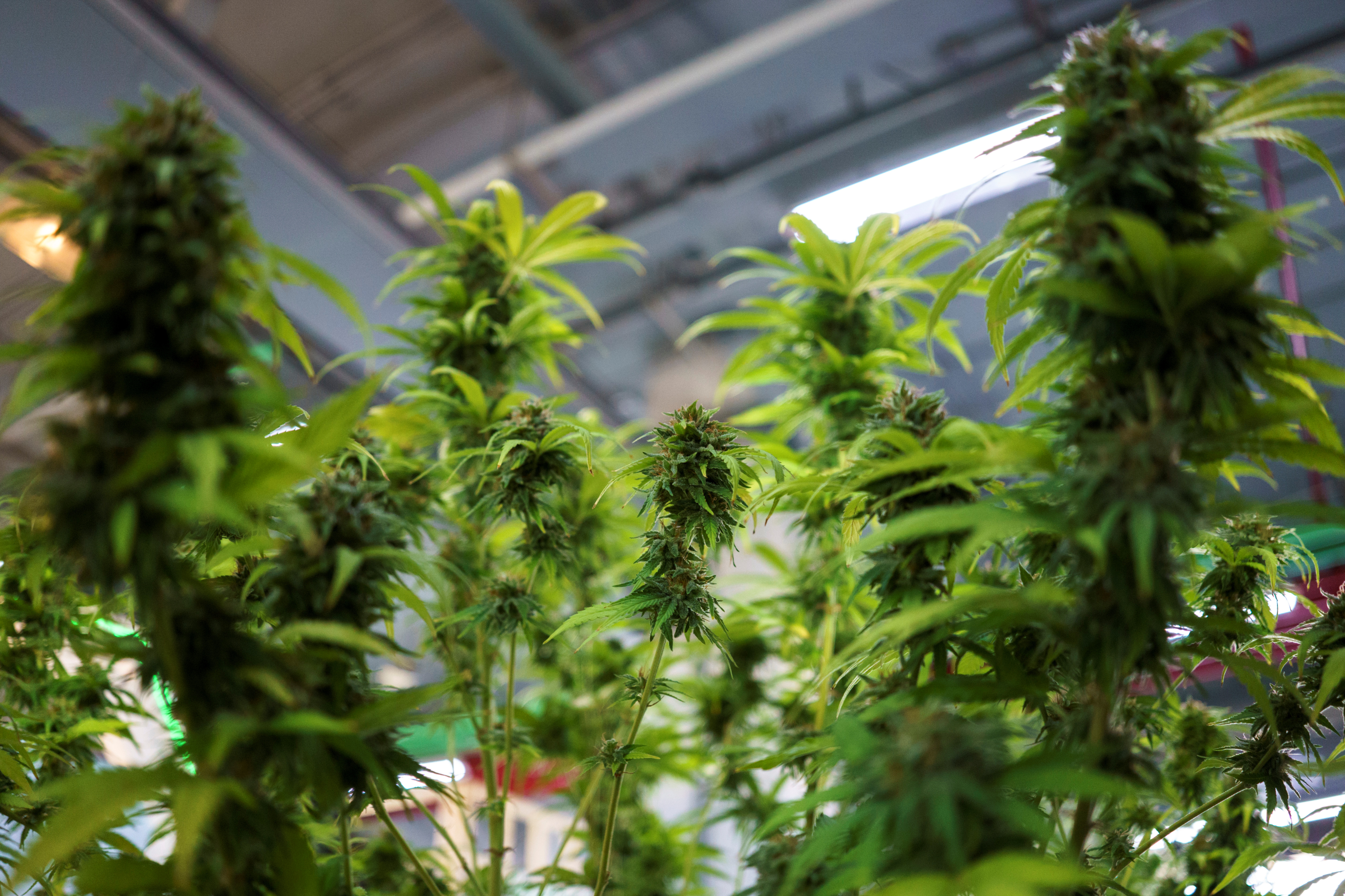 Empresa colombiana exportará cannabis medicinal a Alemania