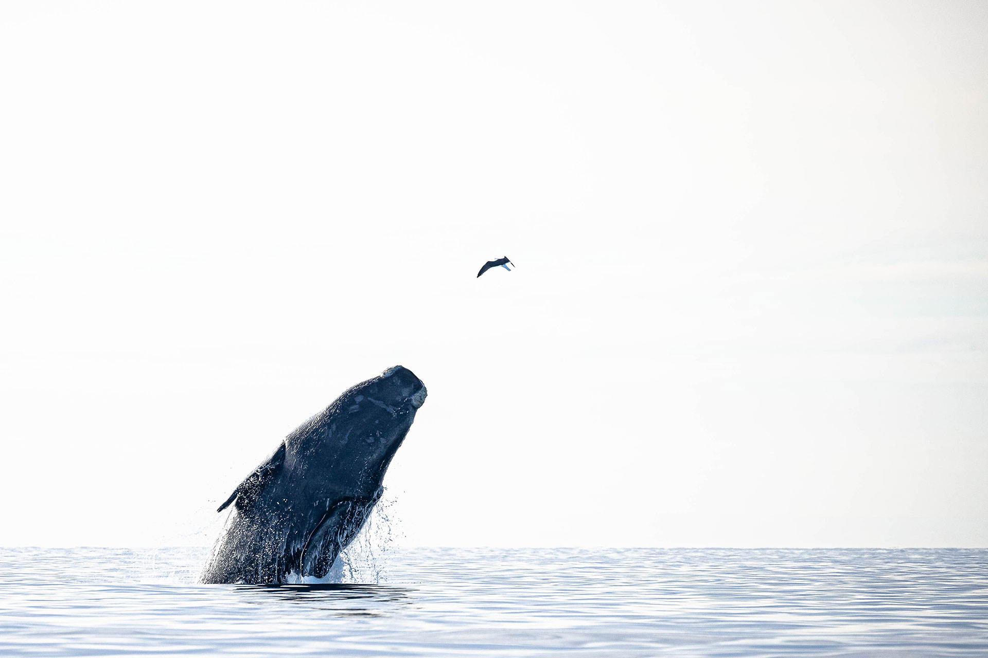 40 increíbles fotos de avistamientos en la Patagonia capturados por “la mujer de las ballenas”
