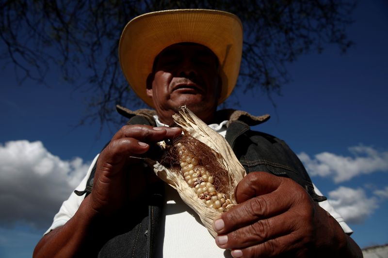 Porfirio García muestra un maíz podrido en un campo de maíz en Tepeteopan, estado de Puebla, México. 16 de enero de 2020. REUTERS/Carlos Jasso.