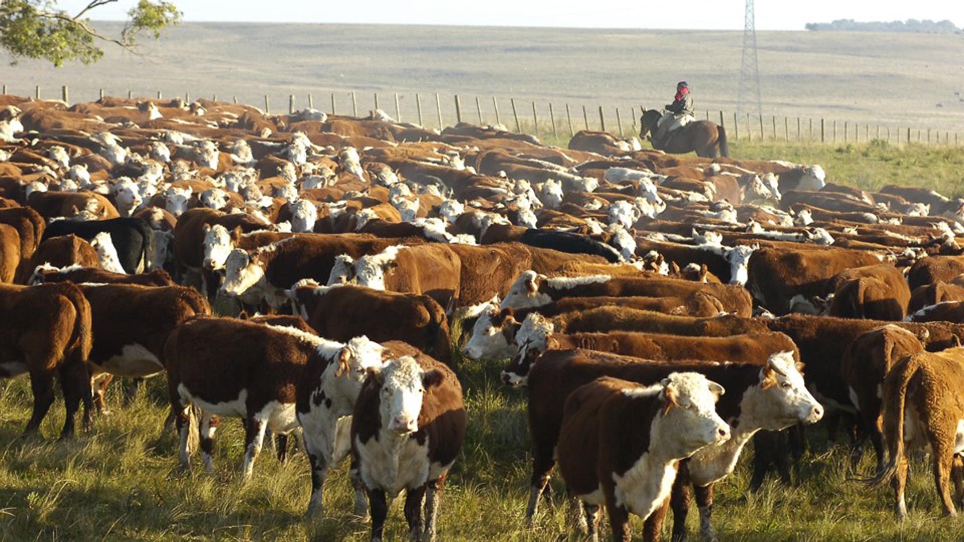 La carne argentina genera menos emisiones de gases de efecto invernadero que la del resto del mundo