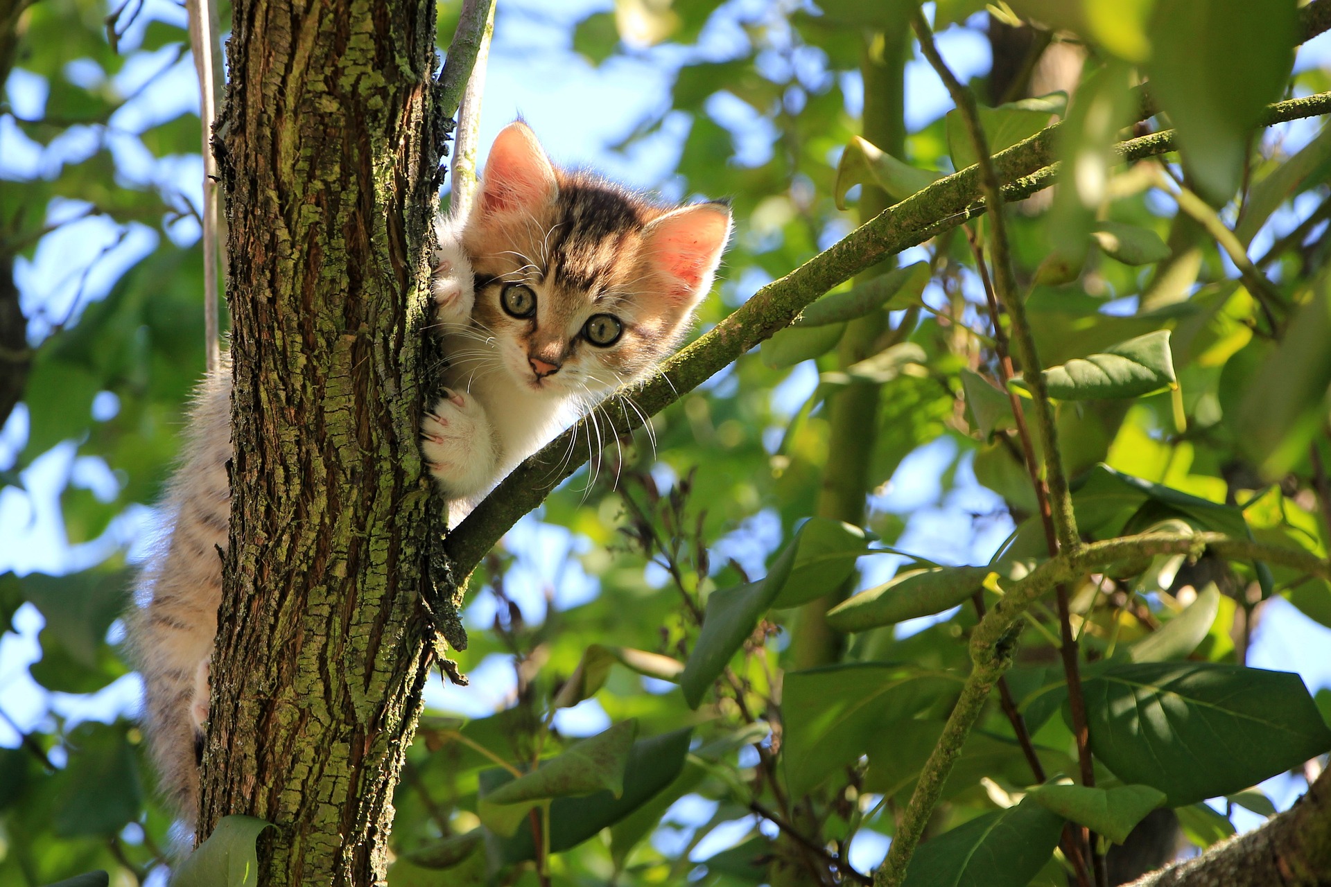 Estos felinos son curiosos por naturaleza, y esta característica puede impulsar gran parte de sus fugas (Pixabay)