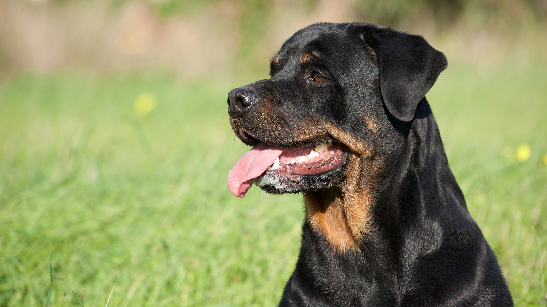 El rottweiler es un perro de tamaño grande, de figura fuerte, compacta y bien proporcionada (Shutterstock)
