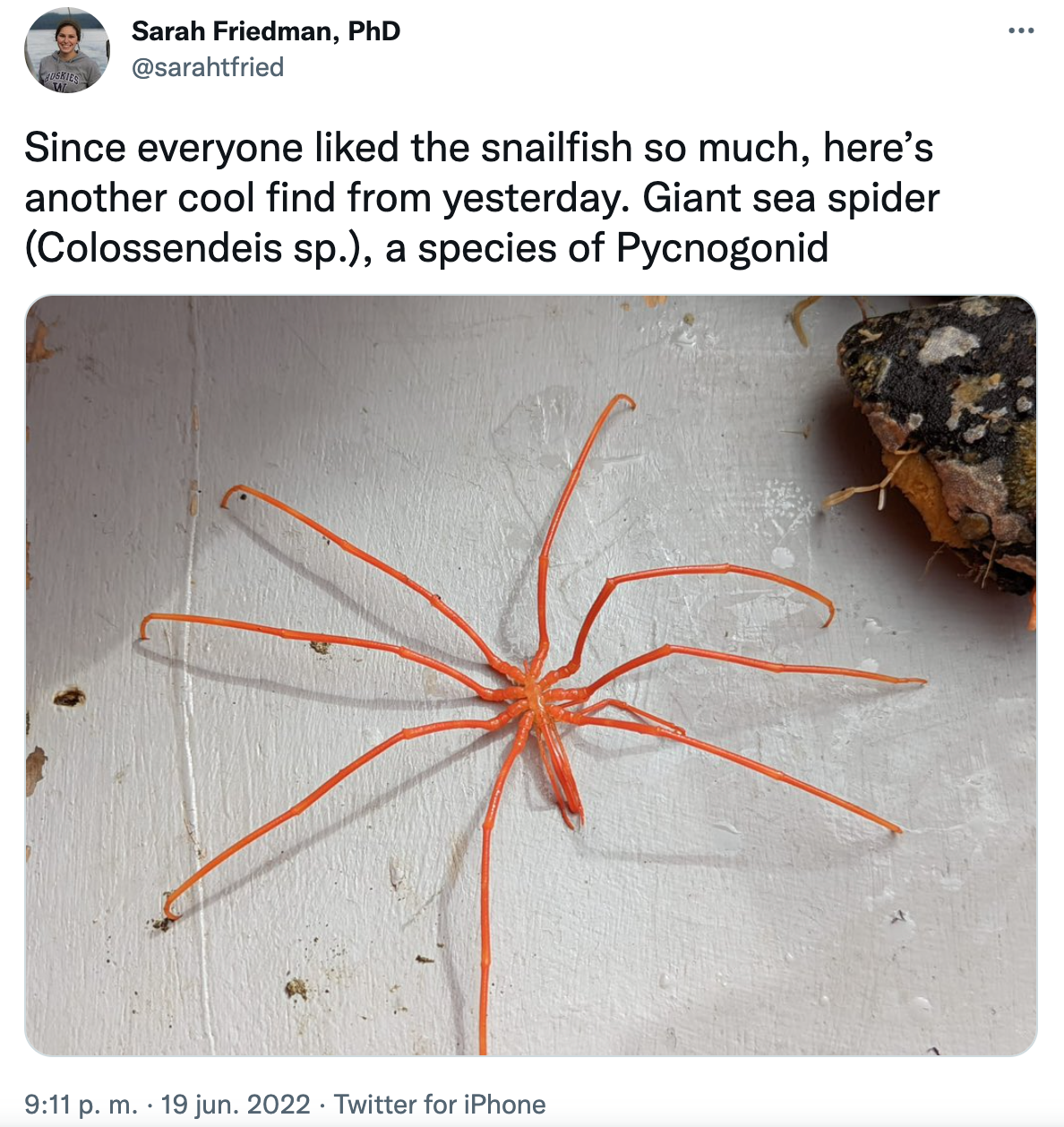 La dieta de las arañas marinas incluye medusas, anémonas de mar y otros invertebrados (Twitter/@sarahtfried)
