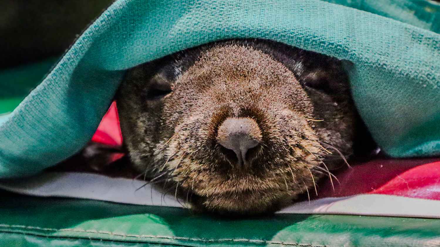 Un amplio operativo de Temaiken rescat&oacute; a un grupo de lobos marinos que estaban varados y en graves condiciones