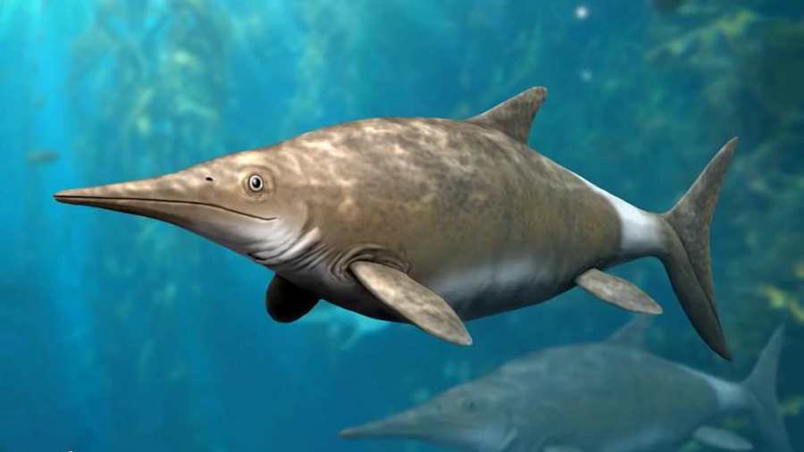 Ichthyosaurs were large marine reptiles that looked like fish and dolphins.