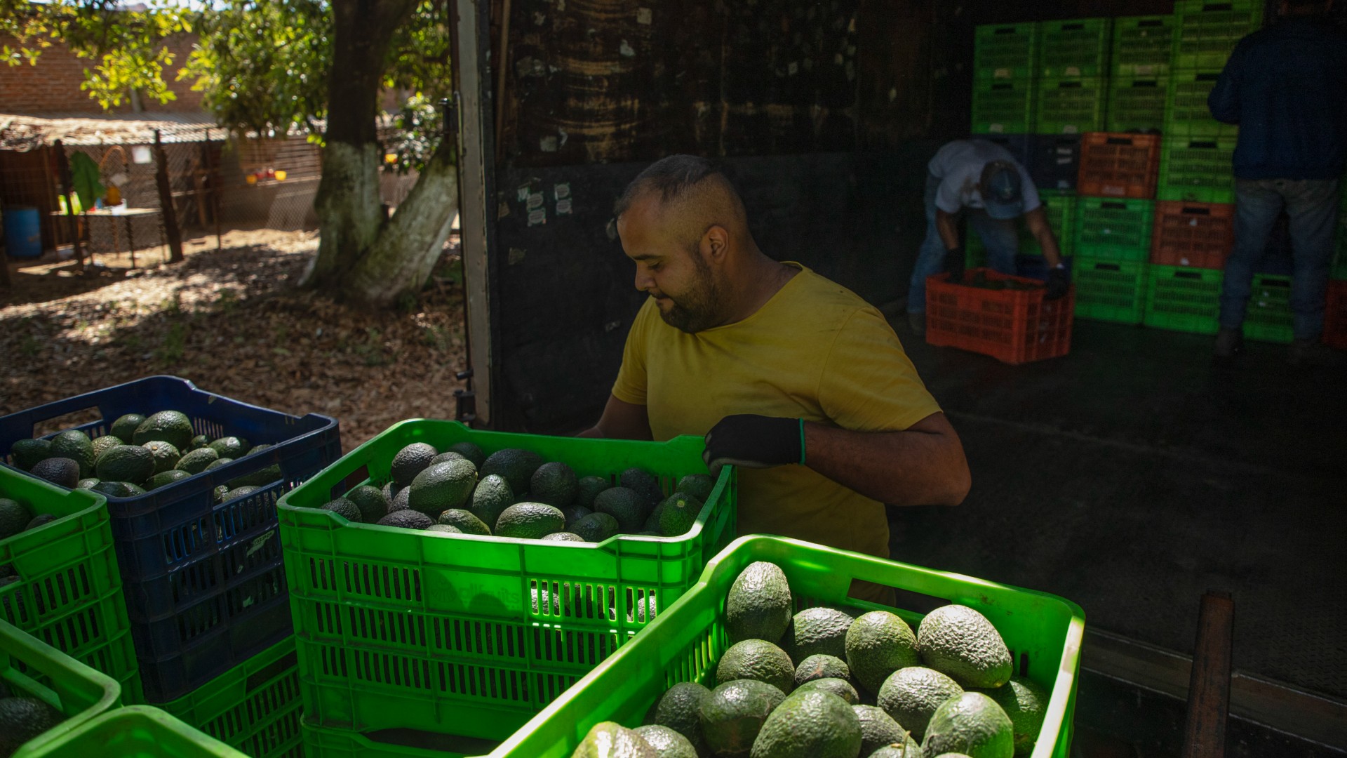 Michoacán reinició la certificación de aguacate y mango para la exportación a EEUU