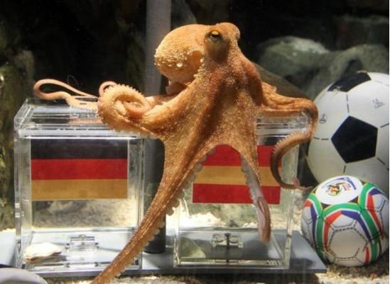 After the legend of the octopus 'Paul' who predicted the results of South Africa 2010, it has become something of a tradition that zoos, animal sanctuaries and even one other soccer fan have their pet predict the results of the different global instances.